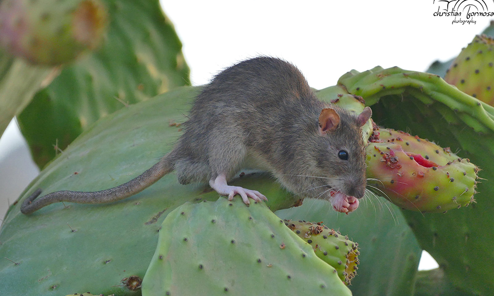 (FULLY BOOKED) – Pets or pests?