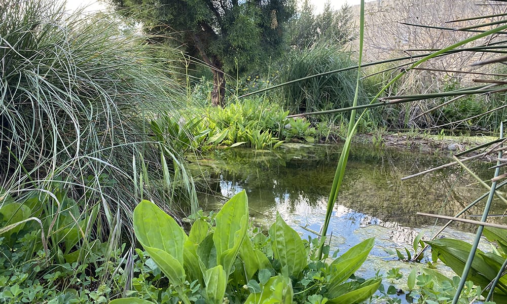 (Low Availability) Secrets of the Pond