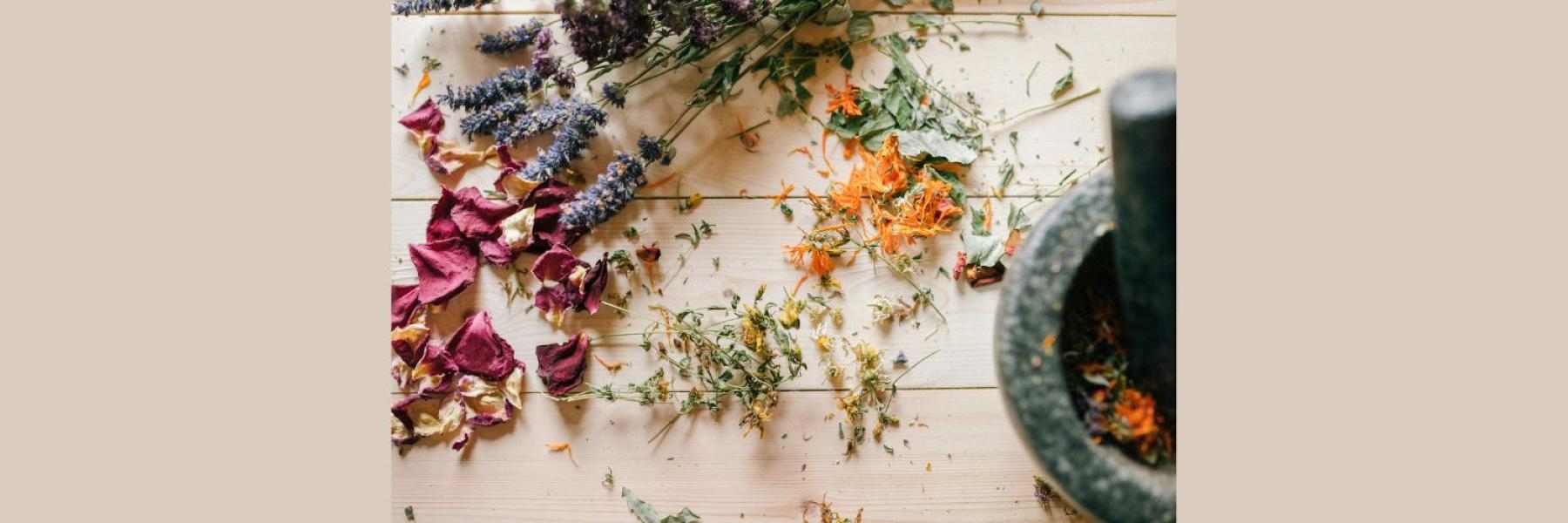 Elder to Elder: Herbal Wisdom Pilot Workshop